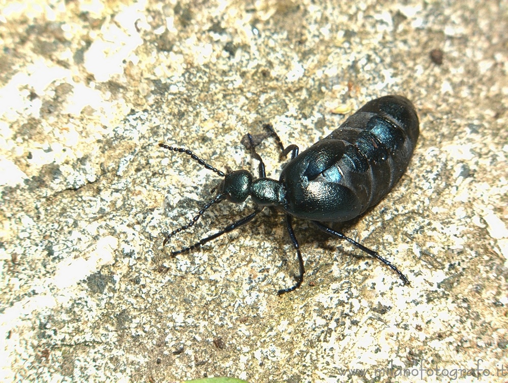 Valmosca fraction of Campiglia Cervo (Biella, Italy) - Meloe proscarabeus on a stone